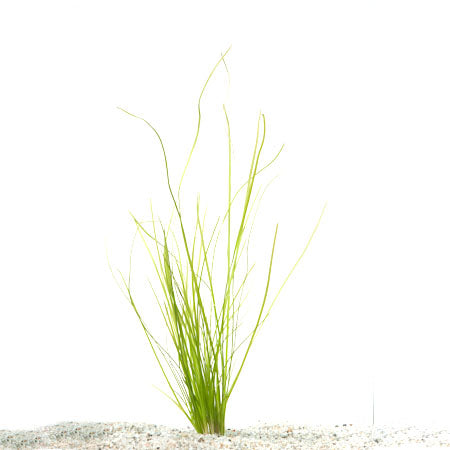 Vallisneria Spiralis In Pot (P5) (Vallisneria spiralis in pot (p5))
