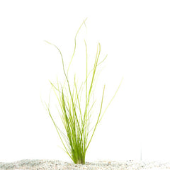 Vallisneria Spiralis In Pot (P5) (Vallisneria spiralis in pot (p5))