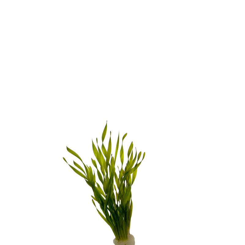 Vallisneria Torta In Pot (P5) (Vallisneria torta in pot (p5))