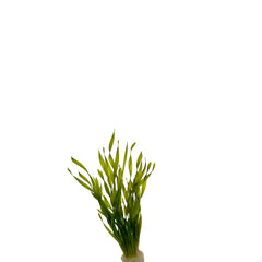 Vallisneria Torta In Pot (P5) (Vallisneria torta in pot (p5))
