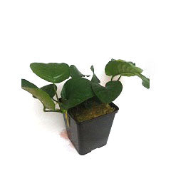 Anubias Barteri In Pot (P9) (Anubias barteri in pot (p9))
