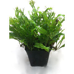 Microsorum Pteropus Specie In Pot (P9) (Microsorum pteropus specie in pot (p9))