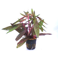 Alternanthera Sessilis In Terracotta (Alternanthera sessilis in terracotta)