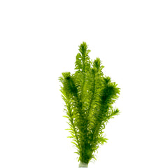 Elodea Densa (Waterpest) In Terracotta (elodea densa (waterpest) in terracotta)