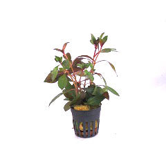 Ludw. Repens Diamond Red In Terracotta (Ludw. repens diamond red in terracotta)
