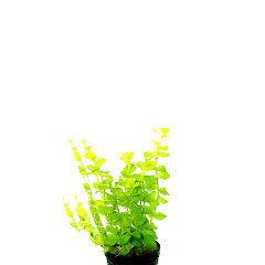 Lysimachia Aurea In Terracotta (Lysimachia aurea in terracotta)