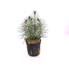 Myriophyllum Propinquum In Terracotta (Myriophyllum propinquum in terracotta)
