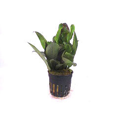 Nomaphila Siamensis In Terracotta (Nomaphila siamensis in terracotta)