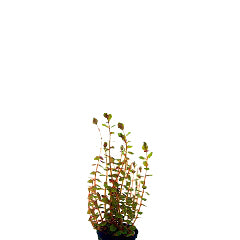 Rotala Rotundifolia In Terracotta (Rotala rotundifolia in terracotta)