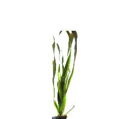 Vallisneria Gigantea In Terracotta (Vallisneria gigantea in terracotta)