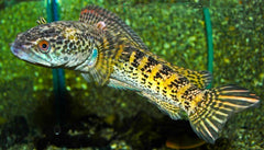 ORANJEVLEK SLANGEKOPVIS 4 x CHANNA AURANTIMACULATA L