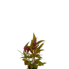 Alternanthera Lilacina Terracotta Ring (Alternanthera lilacina terracotta ring)