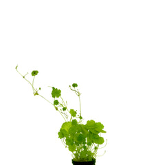 Cardamine Lyrata Terracotta Ring (Cardamine lyrata terracotta ring)