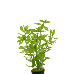 Hygrophila Rosanervig Terracotta Ring (Hygrophila rosanervig terracotta ring)