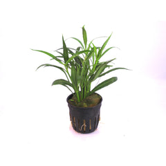 Hygrophila Salicifolia Terracotta Ring (Hygrophila salicifolia terracotta ring)