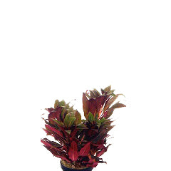 Ludwigia Perennis Terracotta Ring (Ludwigia perennis terracotta ring)