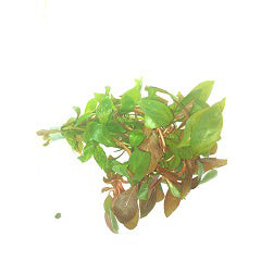 Ludwigia Repens Terracotta Ring (Ludwigia repens terracotta ring)