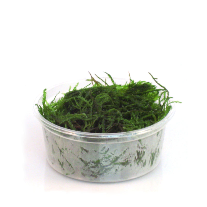 Vesicularia Dubyana (Javamos) In 80 Cc Cup (Vesicularia dubyana (javamos) in 80 cc cup)