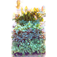 Planten Gemixt, De Luxe (Be 54 Potjes) (Planten gemixt, de luxe (BE 54 potjes)