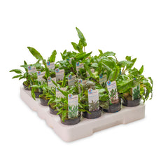 Pakket 7: Met Cryptocoryne, 20 Potjes (Pakket 7: met cryptocoryne, 20 potjes)