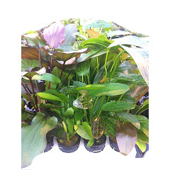 Pakket 8: Met Echinodorus, 20 Potjes (Pakket 8: met echinodorus, 20 potjes)