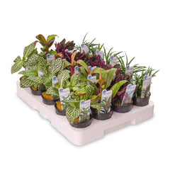 Lage Planten Gemixt, 20 Potjes (Lage planten gemixt, 20 potjes)