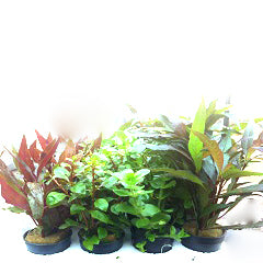 Middelhoge Planten Gemixt, 20 Potjes (Middelhoge planten gemixt, 20 potjes)