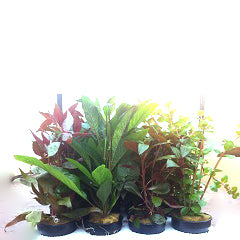 Hoge Planten Gemixt, 20 Potjes (Hoge planten gemixt, 20 potjes)