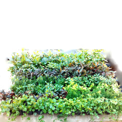 Planten Gemixt, 108 Potjes (Planten gemixt, 108 potjes)