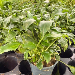 Schismatoglottis preitoi in pot @