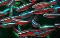 Kardinaaltetra (PARACHEIRODON AXELRODI M/L)