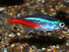 Neontetra (PARACHEIRODON INNESI M)