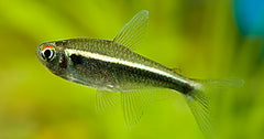 Zwarte Neon (HYPHESSOBRYCON HERBERTAXELRODI M)