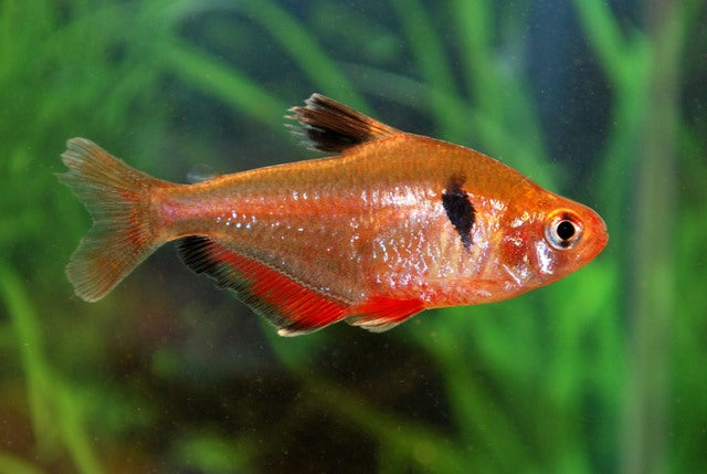 Schoudervlekzalm (HYPHESSOBRYCON EQUES M)