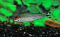 Roodkopzalm (HEMIGRAMMUS BLEHERI L)