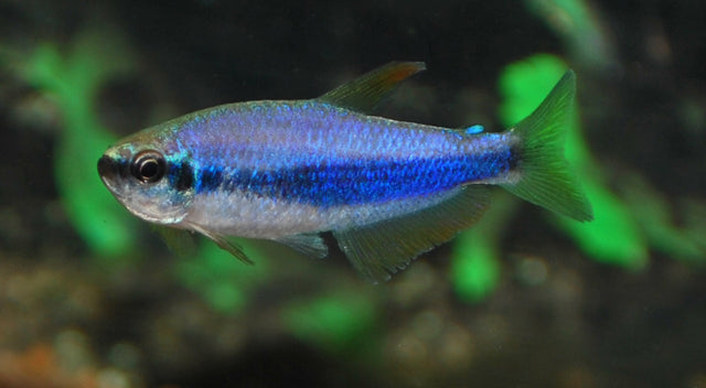 Koningszalm (INPAICHTHYS KERRI M)