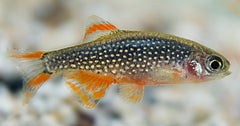 Galaxy Rasbora (DANIO MARGARITATUS L)