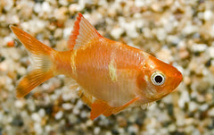 Albino Sumatraan (PUNTIGRUS TETRAZONA ALBINO M)