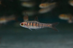 Angola Barbeel (ENTEROMIUS FASCIOLATUS M)