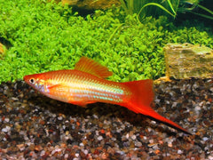 Zwaarddrager Marigold (XIPH. HELLERI MARIGOLD M)