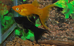 Hoogvinkarper Mix Sluier (POECILIA LATIPINNA MIX LONGFIN M/L)