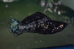 Hoogvinkarper Zwart Marmer (POECILIA LATIPINNA BLACK MARBLE M)