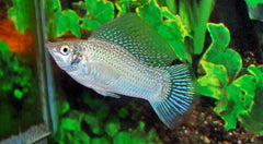 Hoogvinkarper Zilver (POECILIA LATIPINNA SILVER L)