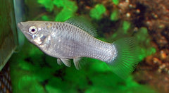 Hoogvinkarper Zilver (POECILIA LATIPINNA SILVER S)