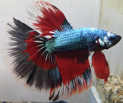 Kempvis Halfmoon Dragon Man (BETTA SPLENDENS HALFMOON DRAGON MALE XL)