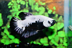 Kempvis Plakat Zwart Samurai (BETTA SP. PLAKAT BLACK SAMURAI MALE L)