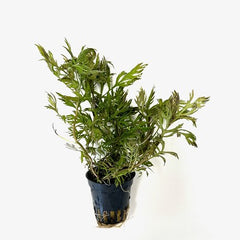 Hyptis laciniata pot #
