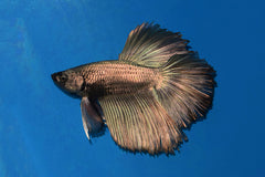 Kempvis Halfmoon Copper Man (BETTA SP. HALFMOON COPPER MALE XL)