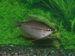 Diamantgoerami (TRICHOPODUS LEERI M)