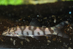 Marmerbotia (BOTIA LOHACHATA S)